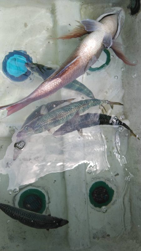 串間市（荒崎沖）サバ五目